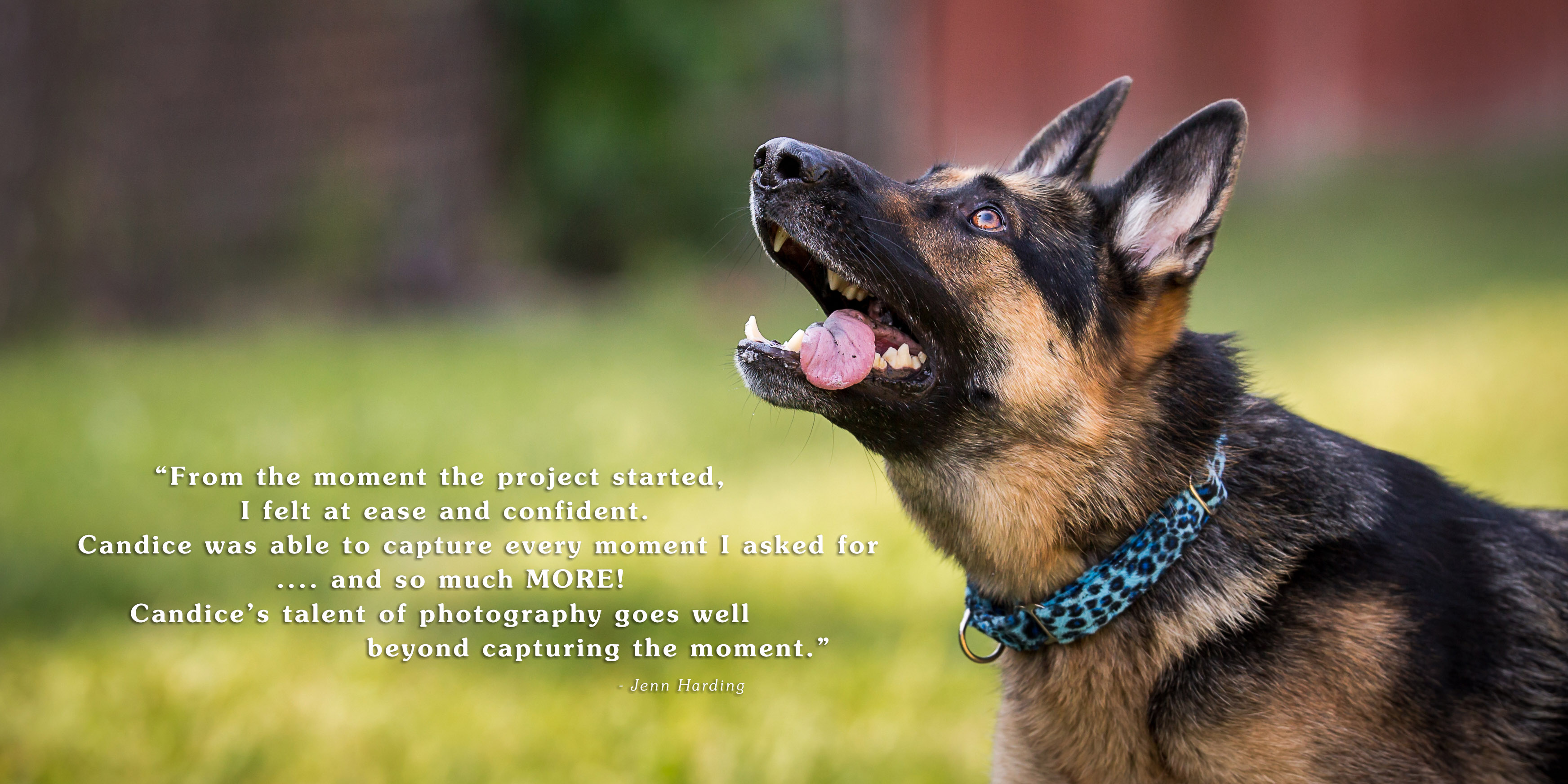 Dog Photography